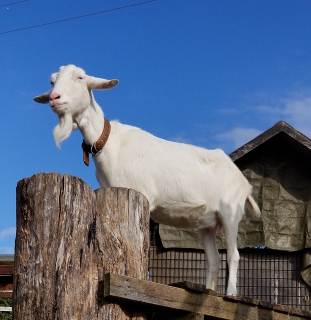 ヤギ牧場でのヤギとの触れ合い方について